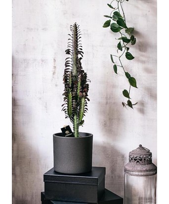 Euphorbia Trigona Red - Afrika Süt Ağacı Kaktüsü
